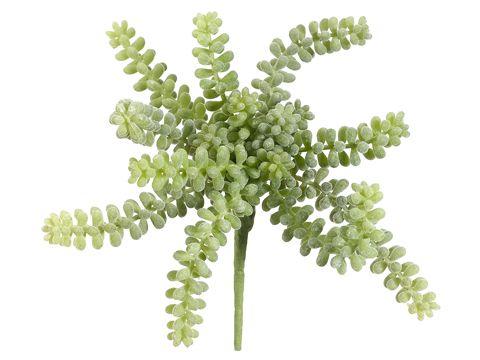 Colgante Sedum - La Veta