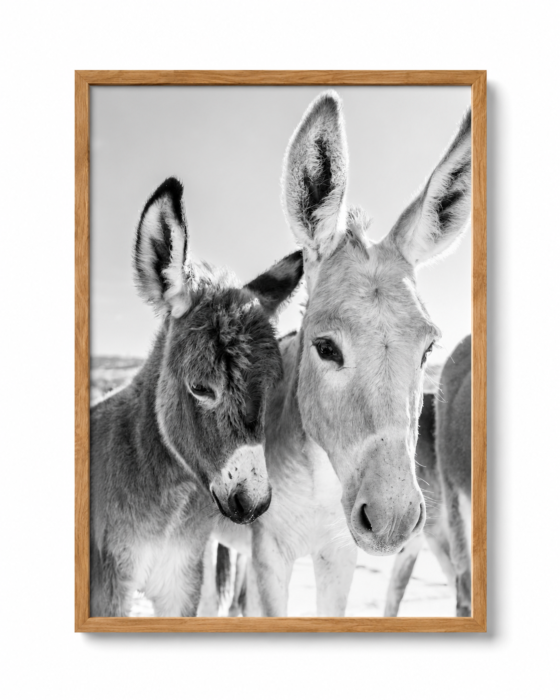 Compañeros del Camino fotografía en blanco y negro de dos burros con marco de madera natural clara sobre fondo blanco