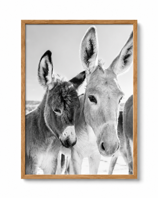 Compañeros del Camino fotografía en blanco y negro de dos burros con marco de madera natural clara sobre fondo blanco