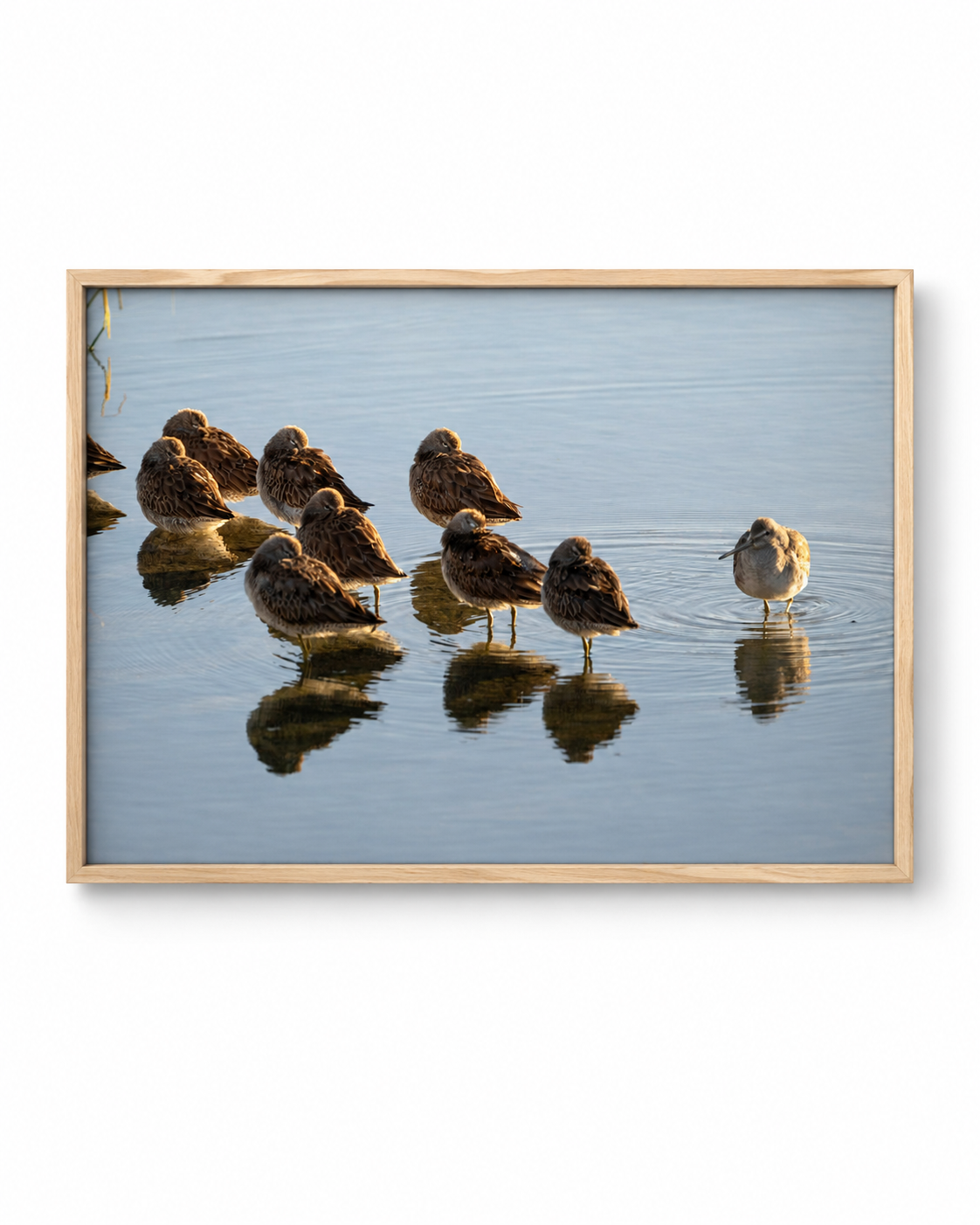 Reflejos en Calma fotografía de aves playeras en agua tranquila enmarcada con marco de madera natural clara sobre fondo blanco