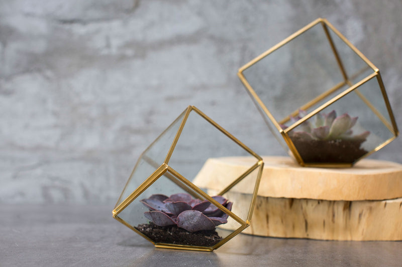 Hira Display Box - La Veta